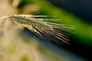 barley, ear, cereals