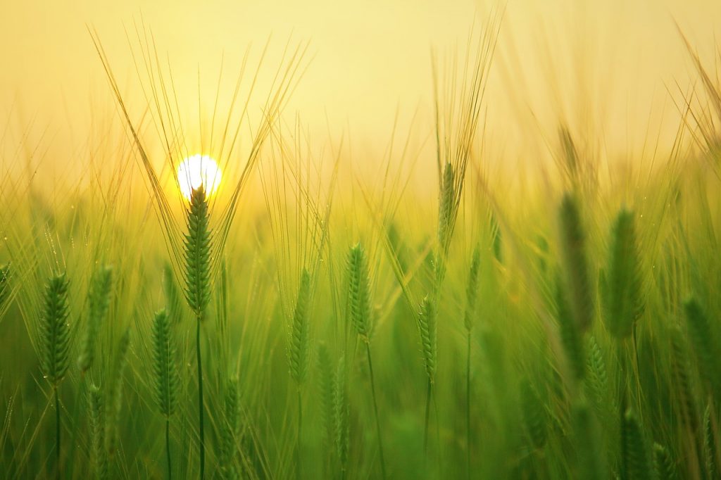 barley field, wheat, harvest