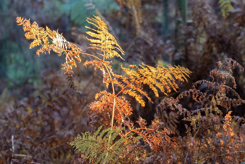 fern leaves, fern, autumn colours