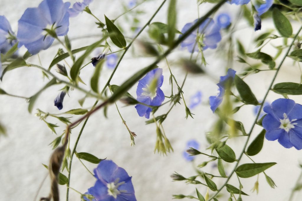 flower, flowers, violet