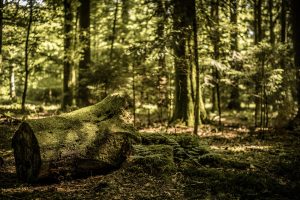 forest, nature, mushroom