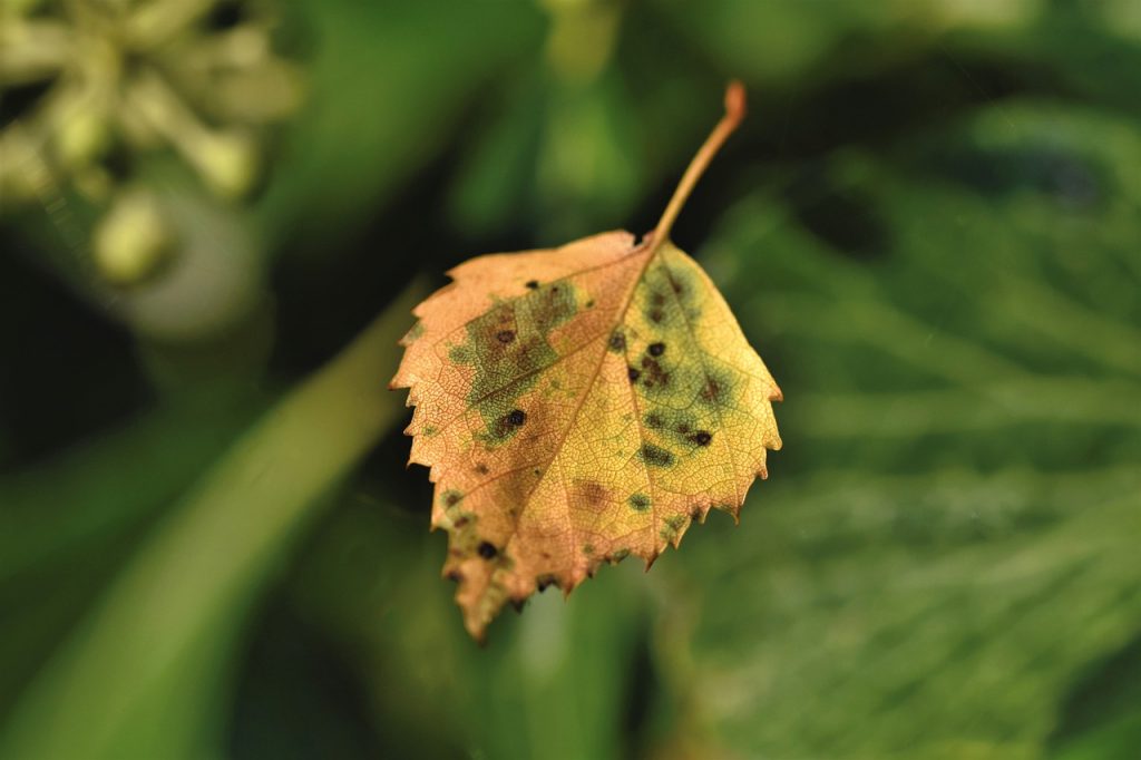 leaf, birch leaf, foliage