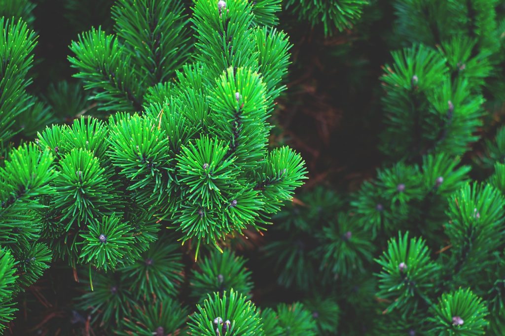 pine, plant, tree