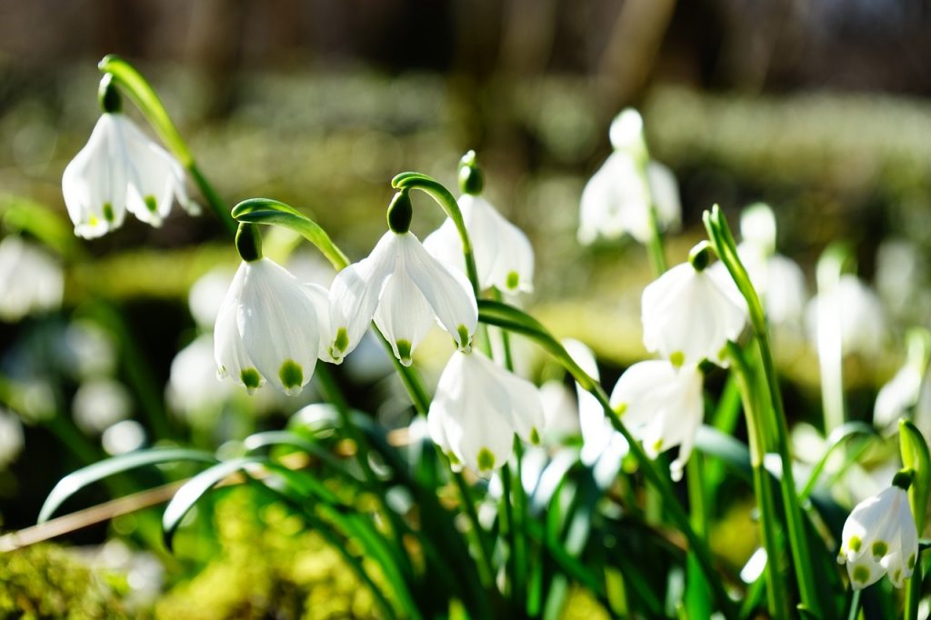 snowflake, flower, blossom