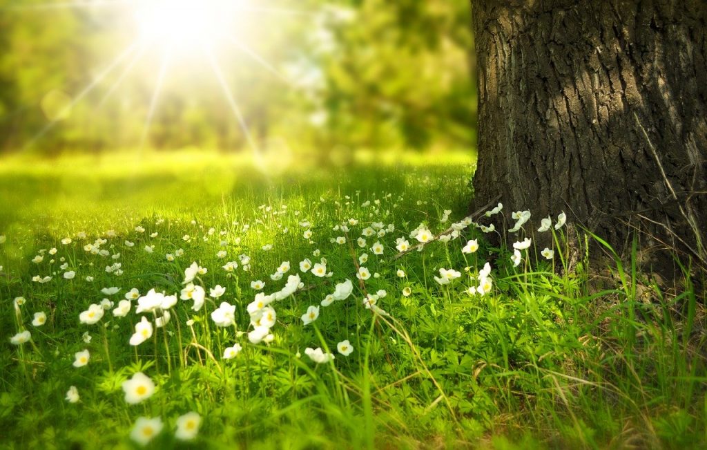 spring, tree, flowers