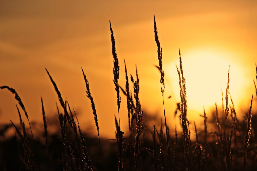 sunrise, grasses, nature