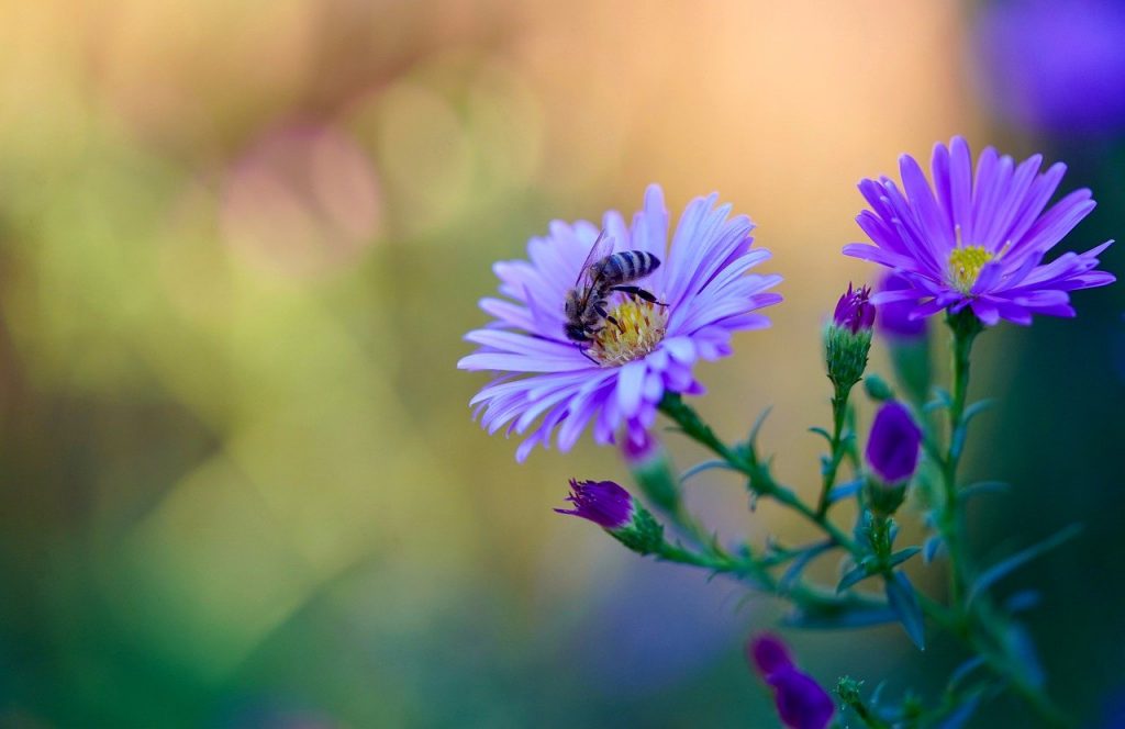 bee, buds, flowers