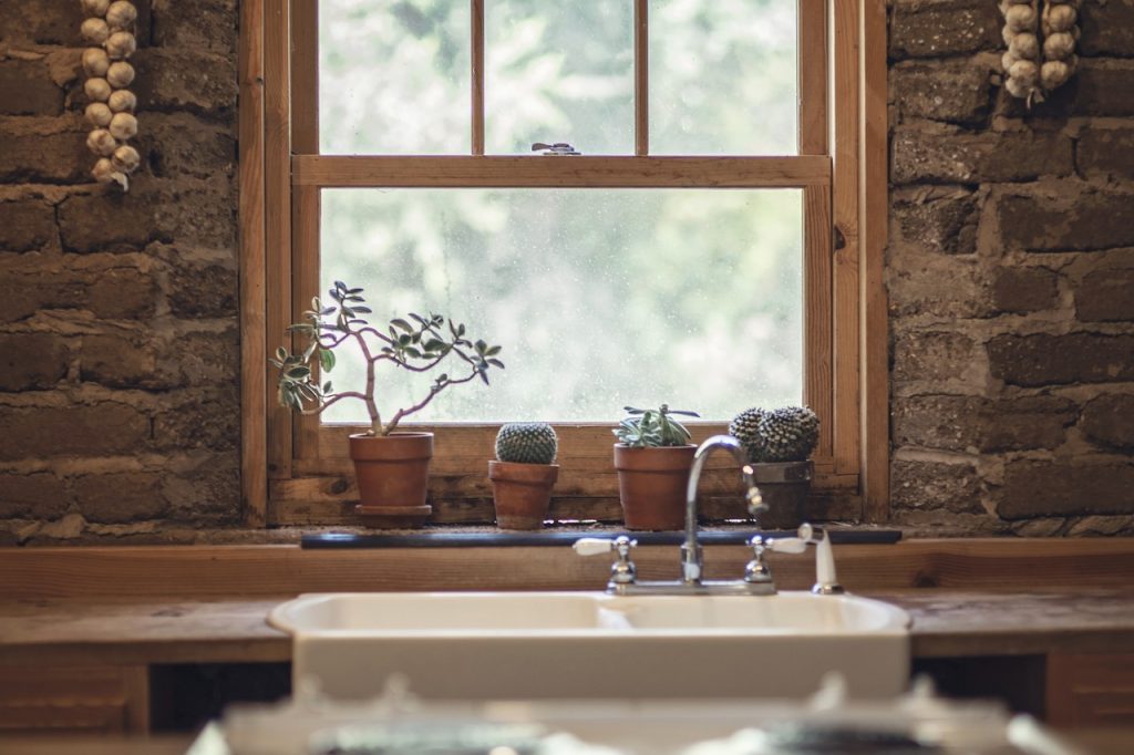 garlic, cactus, window